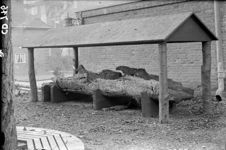 Neolithic Dug-Out Boat Eastgate House Museum Rochester